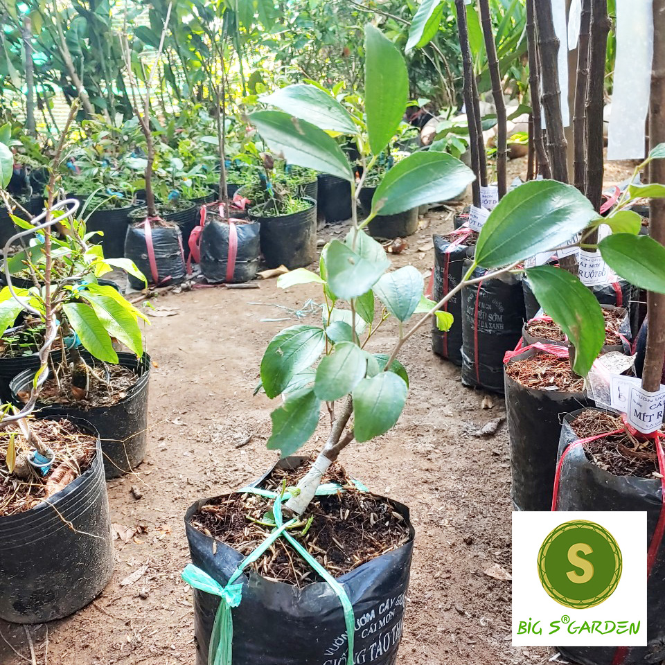 Cây Giống Táo Thái Không Gai Siêu Ngọt Giống Chuẩn - Freeship 20k đơn từ 49k