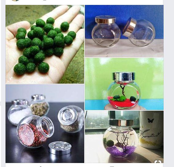 Tảo cầu nhật bản Marimo + hủ thủy tinh nuôi marimo