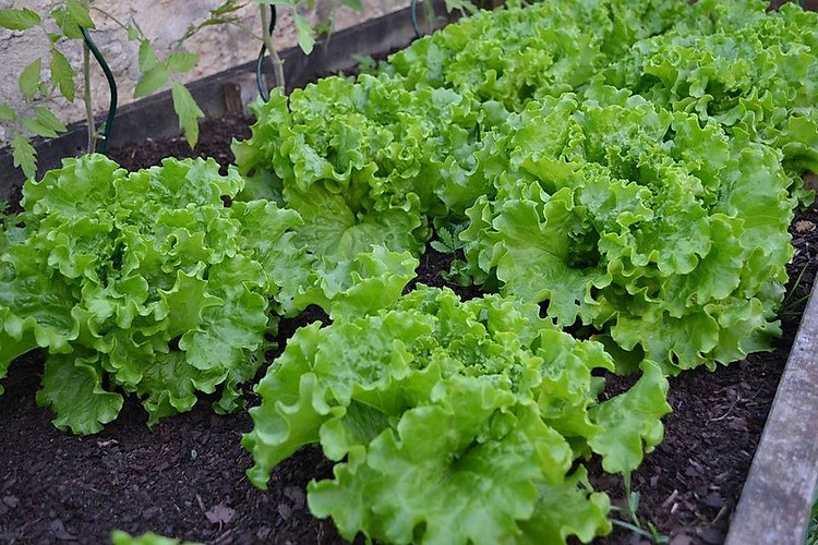 Gói 5gr hạt giống rau xà lách chịu nhiệt