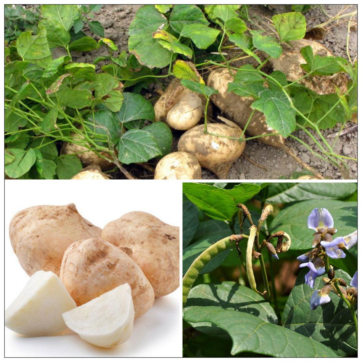 [HCM]Gói 5g hạt giống củ đậu - củ sắn lai F1