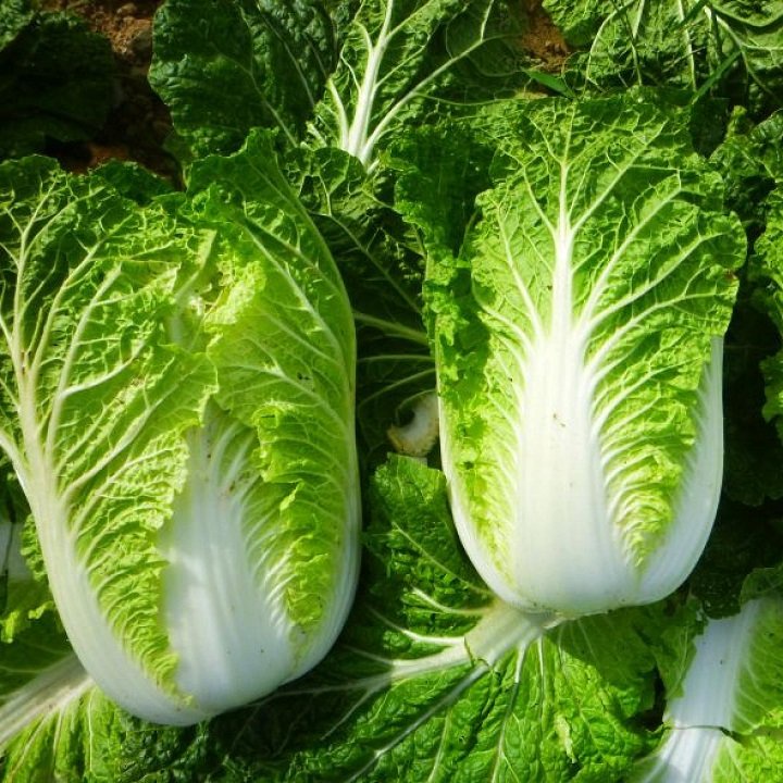 Hạt Giống Cải Thảo Chịu Nhiệt TH Garden - Hạt Giống Rau Cải Thảo Dễ Trồng Dễ Chăm Sóc - Tỉ Lệ Nảy Mầm Cao