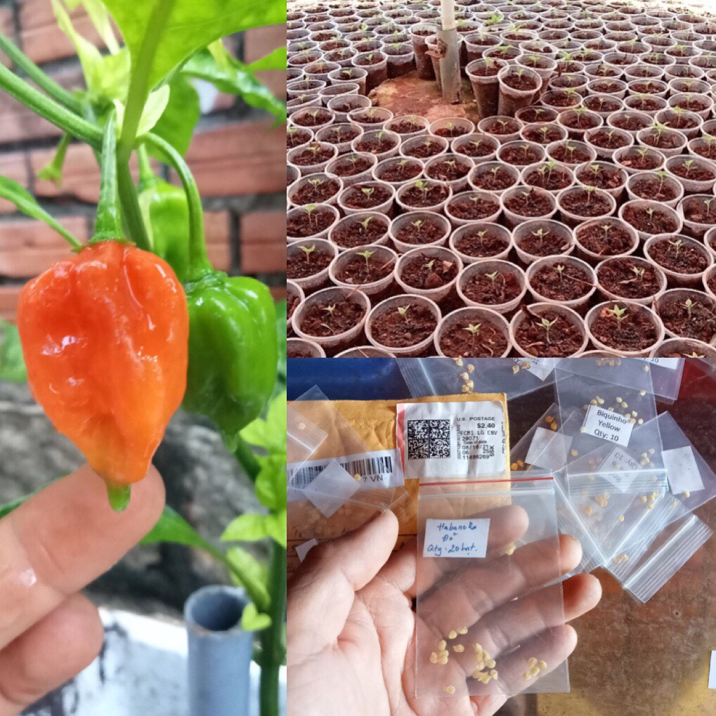 Hạt giống ớt Habanero đỏ