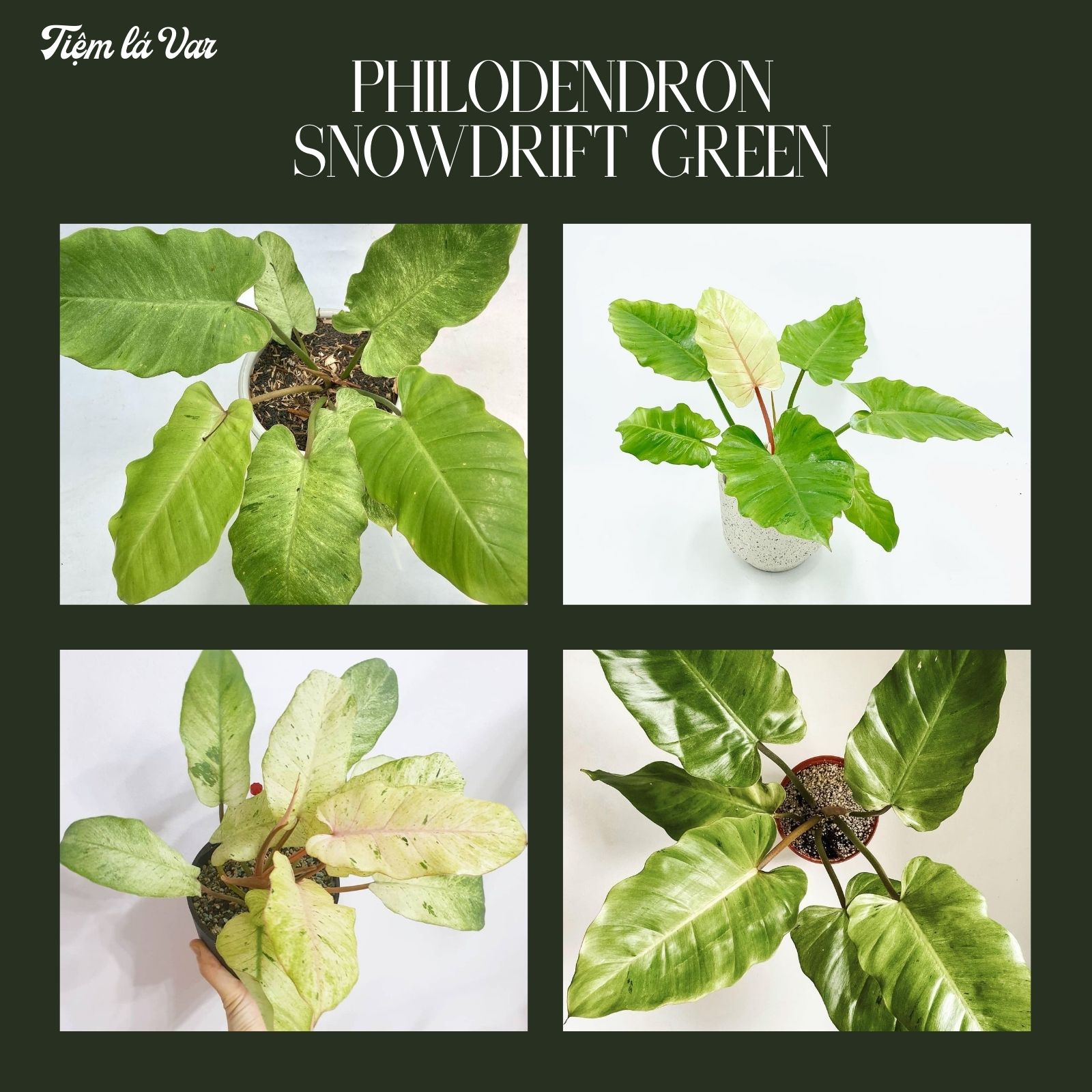 Cây trầu bà tuyết xanh Philodendron Snowdrift Green - Cây kiểng lá, cây cảnh decor trong nhà, văn phòng