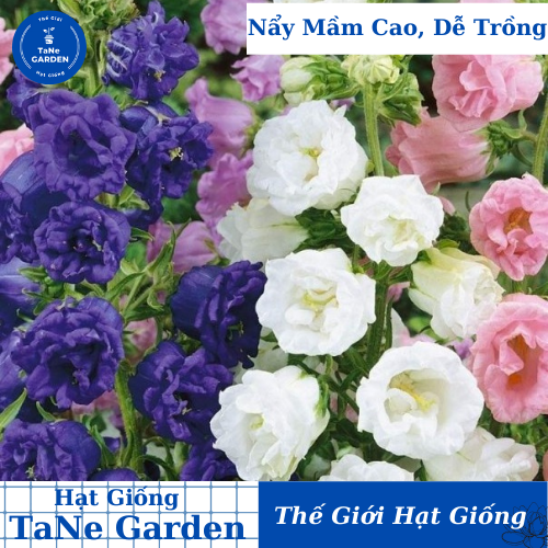 100h hạt giống hoa chuông kép mix màu - tane garden