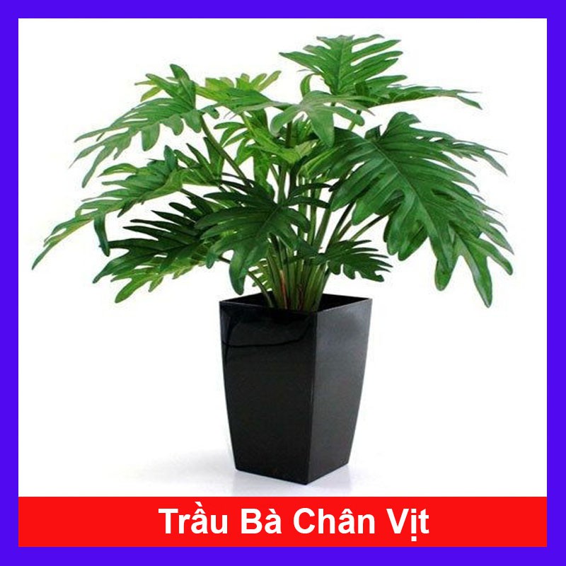 Cây trầu bà chân vịt - cây cảnh trong nhà - cây cảnh mini - cây cảnh để bàn - caykiengsadec