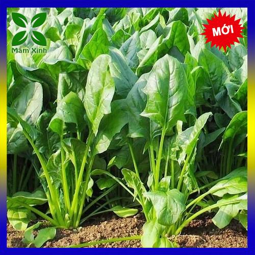 Hạt giống rau cải bó xôi Spinash chịu nhiệt – Gói 20g