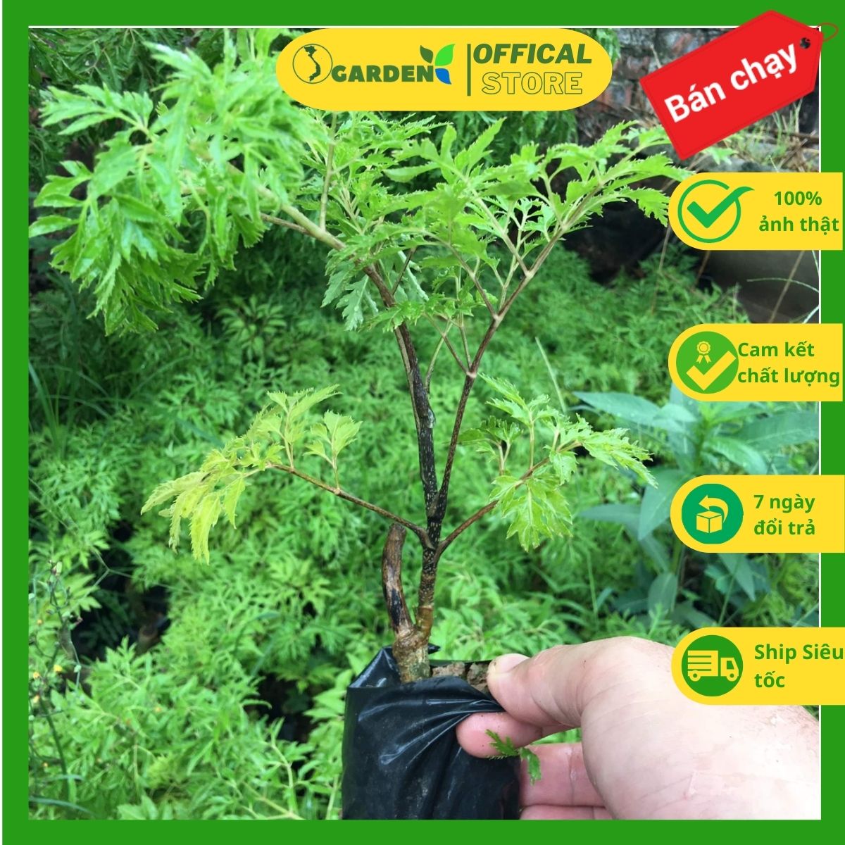 Cây đinh lăng lá nếp cây khoẻ mạnh như hình (chưa giao các tỉnh thành miền nam)