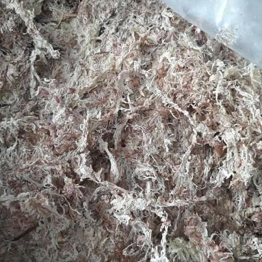 Dớn mềm chile - 100gr