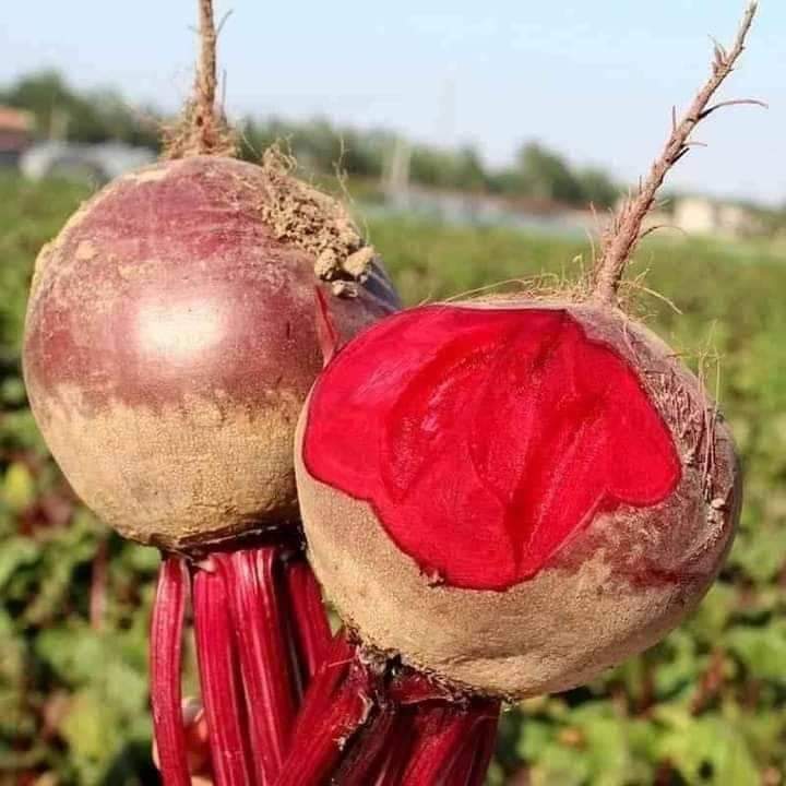Hạt giống Củ dền đỏ 2gr