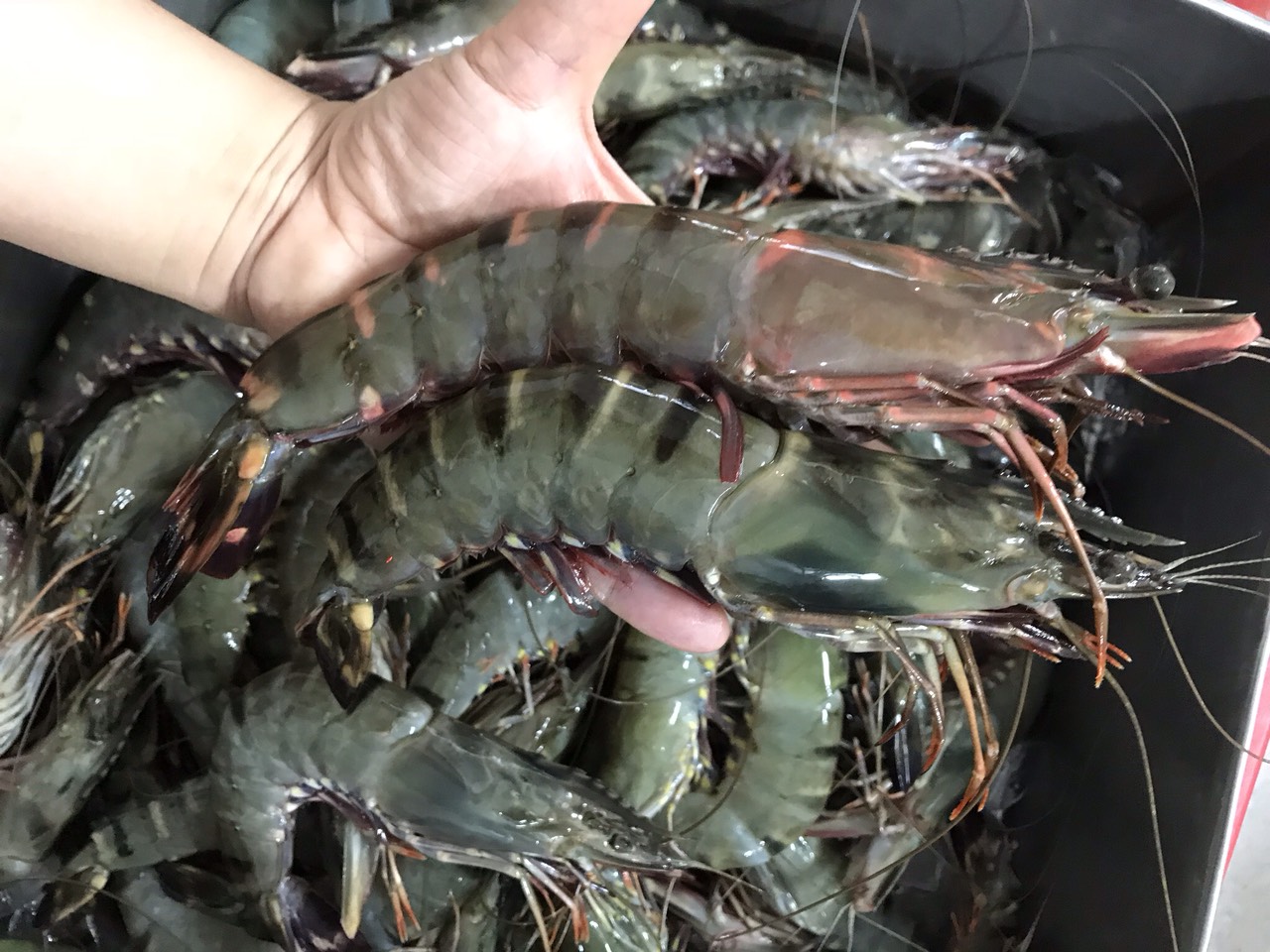 [HCM]HCM -Tôm Nữ Hoàng khổng lồ size 9-10con/ký - Giao Nhanh