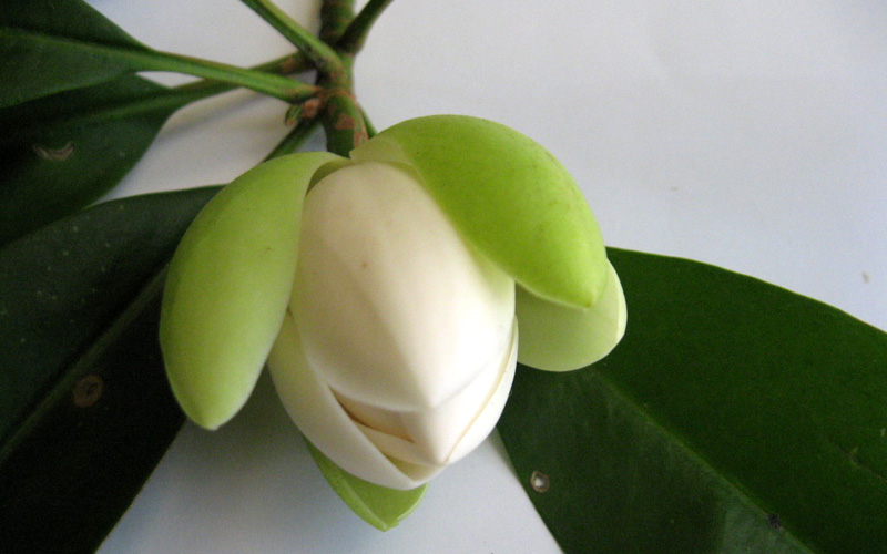 Hoa hải đường trắng thơm ,bầu cây giống nhỏ