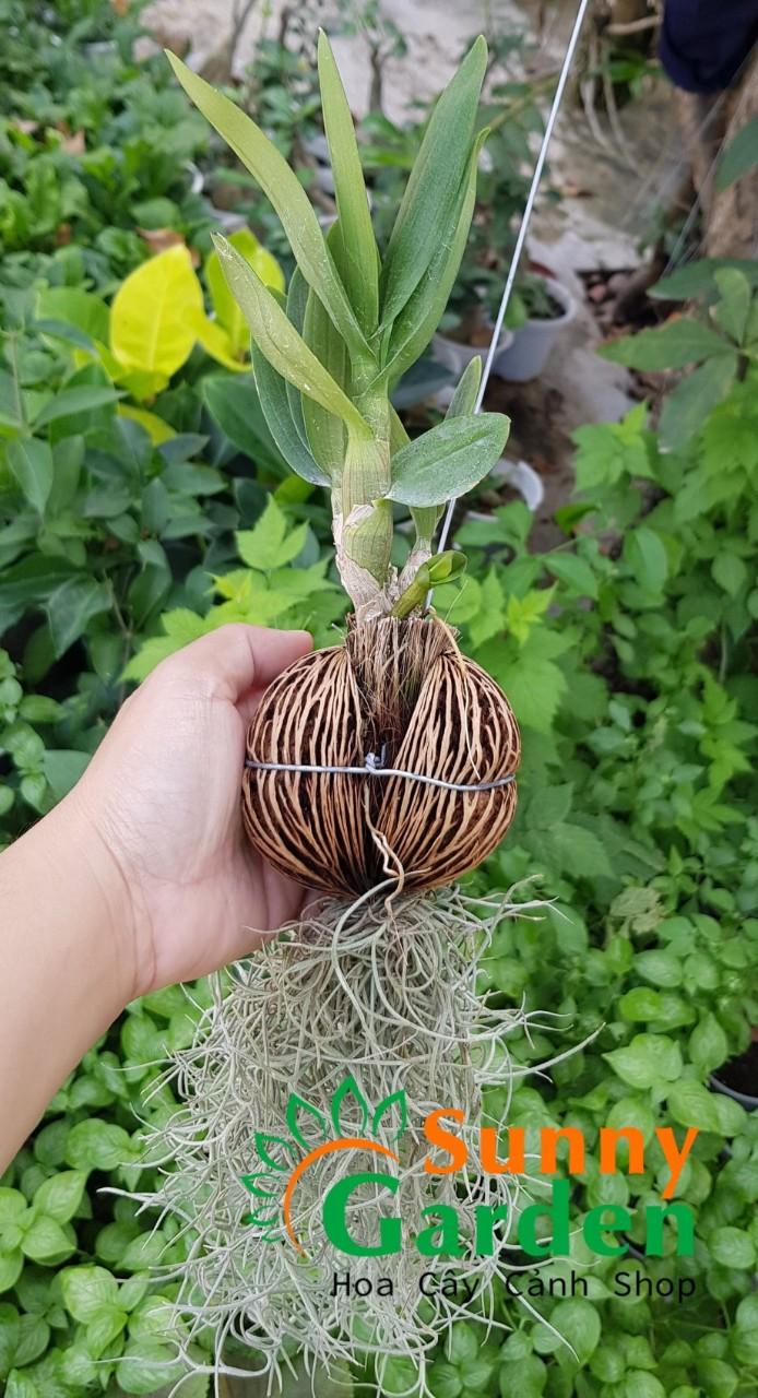 Cây Lan Dendro Và Tóc Tiên - Hoa Lan Cây không khí Tóc tiên có nguồn gốc xuất xứ từ Tây Ban Nha. Trong điều kiện phát triển tốt cây có thể dài tới 3m