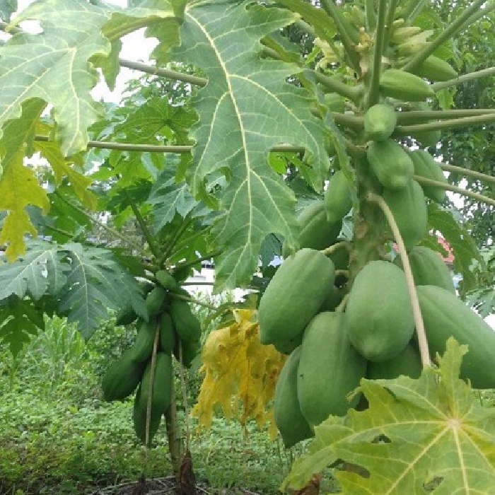 Bộ 2 Túi Hạt Giống Đu Đủ Siêu Ngọt Loại Tốt. Mỗi Túi 5 Hạt - Chất Lượng Cao.