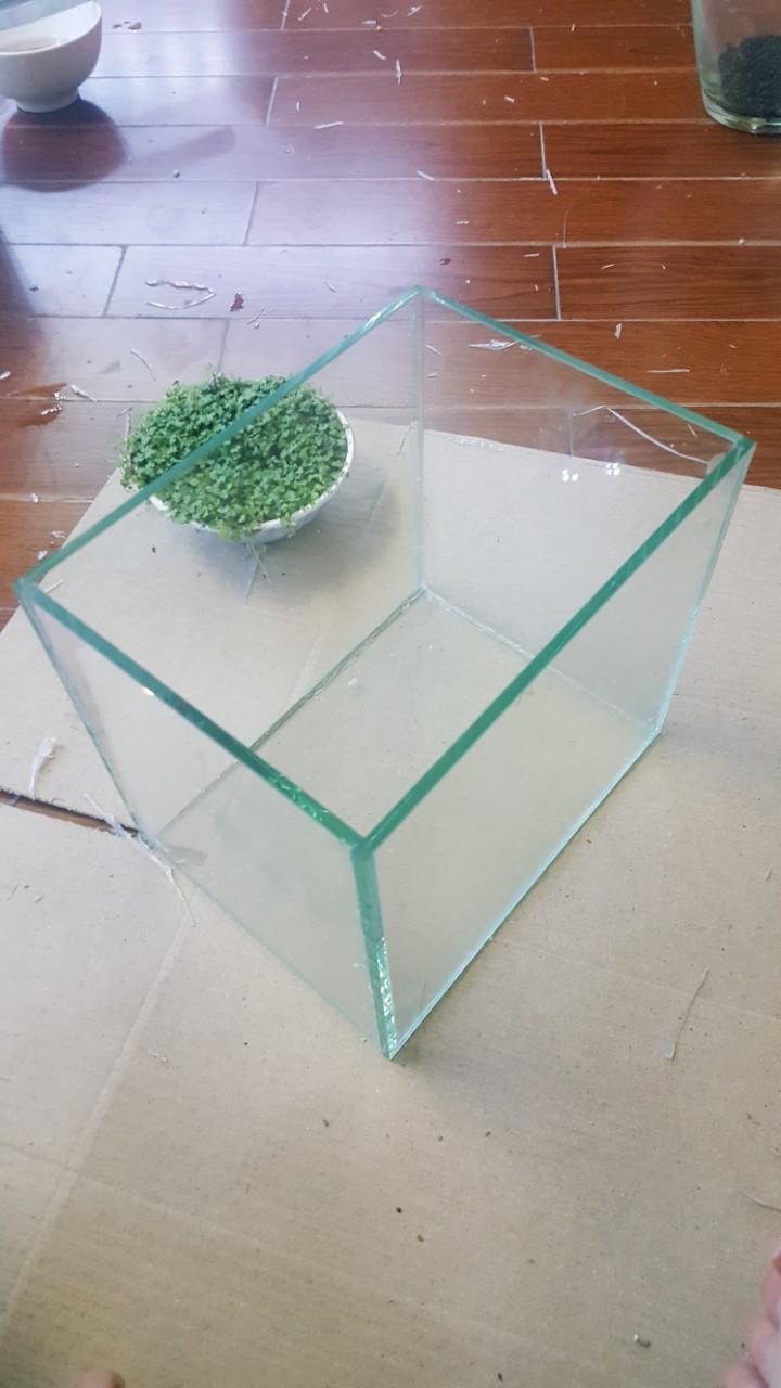 Bể kính để nuôi cá cảnh