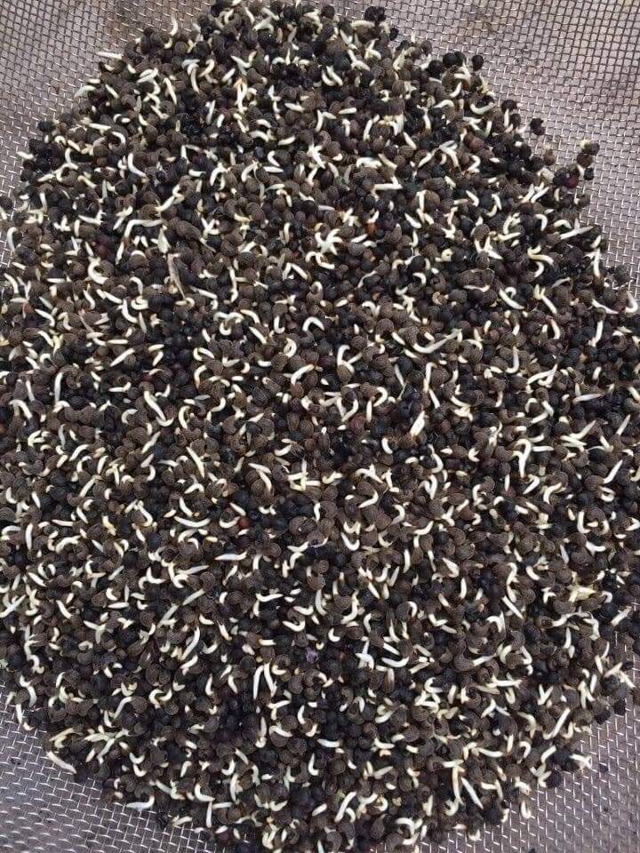 Hạt Giống Sâm Bố Chính