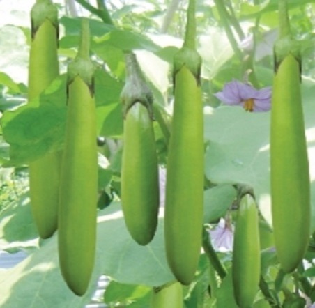 Hạt giống cà xanh mỡ trái dài  Thuận Điền ( 1gram )