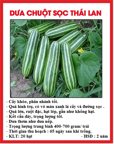 Hạt giống dưa chuột SHISHI sọc TháiLan - Gói 20 hạt