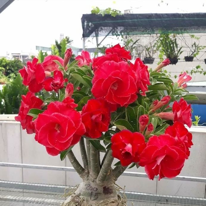 Cây hoa sứ Thái màu đỏ hoa kép 3 lớp 15 cánh hoa - hoa dày nở lâu tàn bông rộ