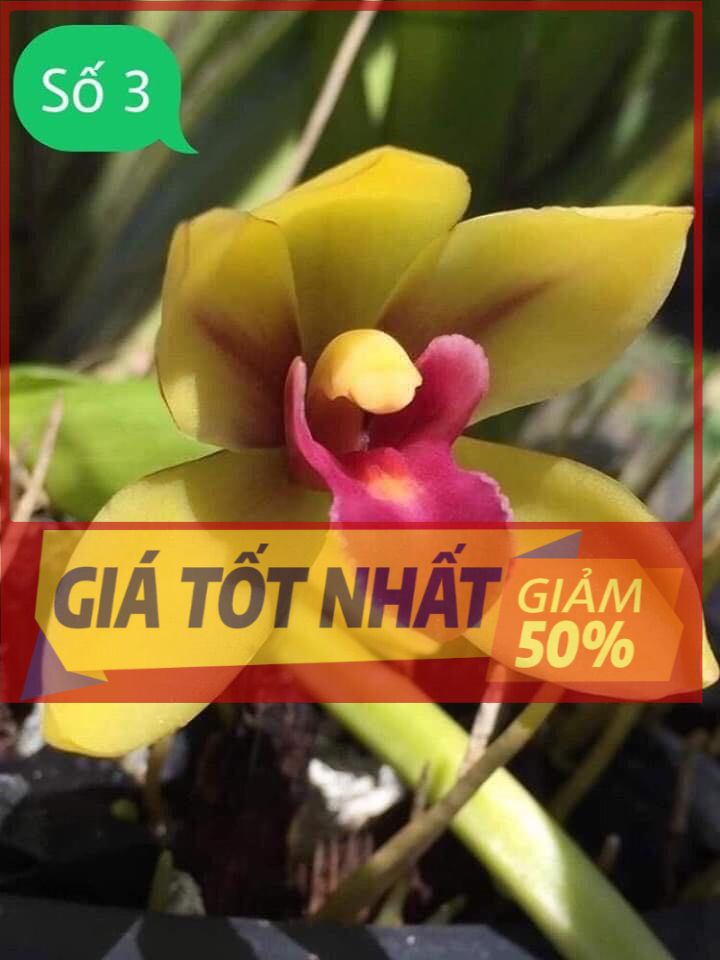 Hoa lan kiếm, 1 THÂN HOA LAN KIẾM THÁI LAN - MẶT HOA XỔ SỐ