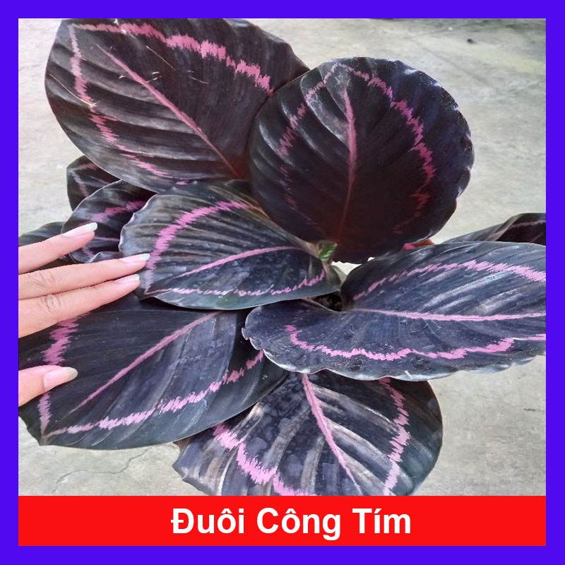 Cây đuôi công tím - cây cảnh để bàn - cây cảnh mini - caykiengsadec