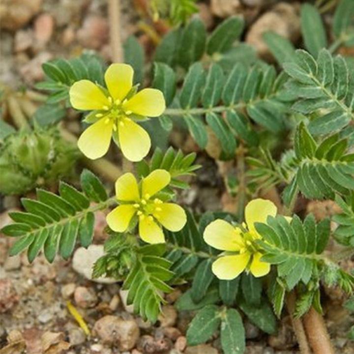 bạch tật lê khô 1kg