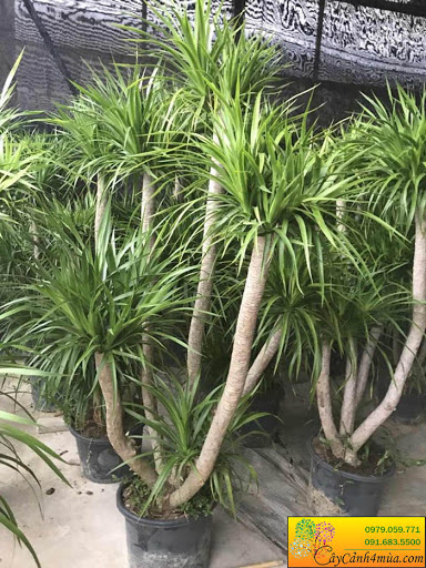 chậu cây phát tài núi 2 thân