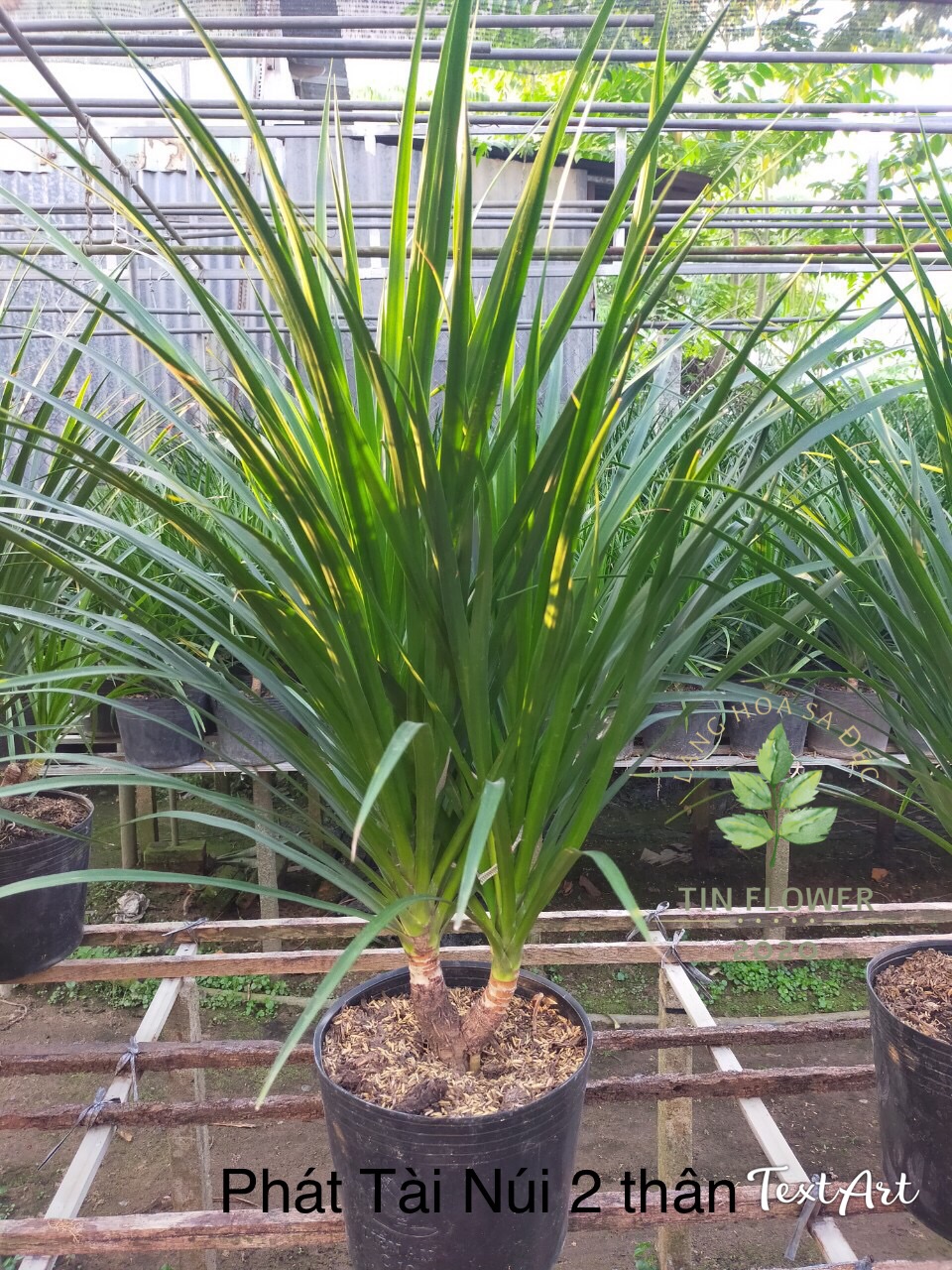 Phát tài núi 2 thân cao 45 cm