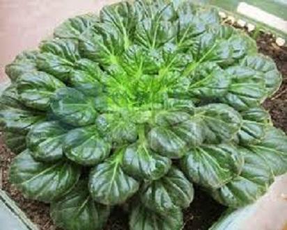 Hạt giống cải hoa hồng