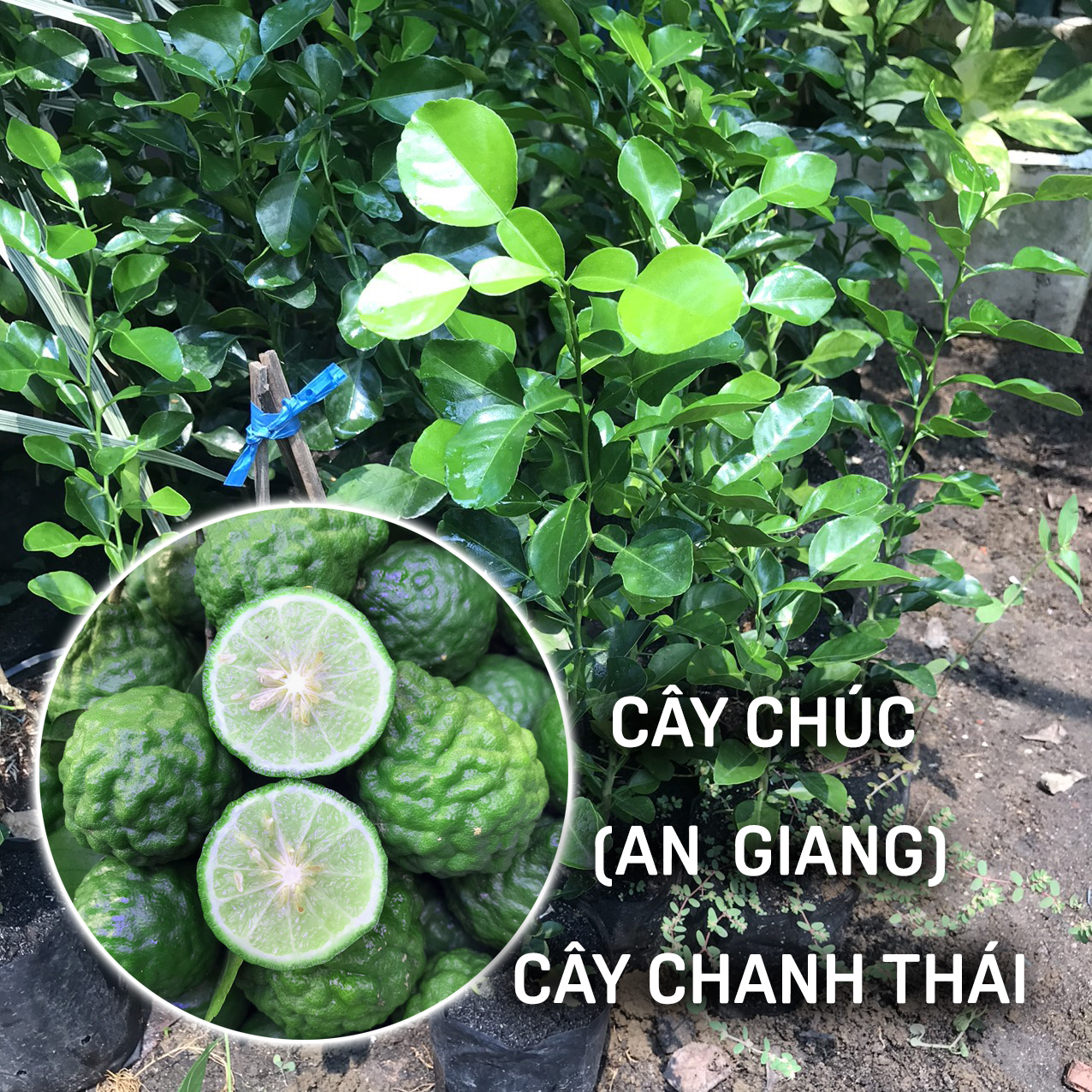 [Ảnh thật] Cây Chúc Giống An Giang, Cây Chúc Lớn 35-45cm Bầu Lớn Khỏe Đẹp Mầm Xinh