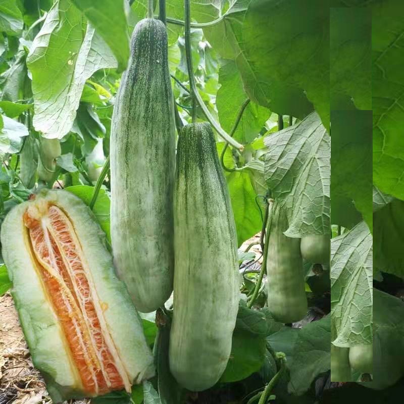 Hạt giống Dưa lê quả dài Yang Jiao Mi F1 - Dưa lê chuối - 30 hạt