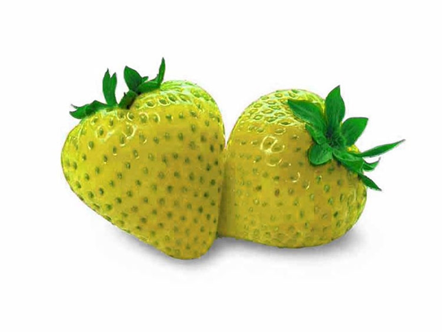 100 Hạt giống Dâu tây vàng tặng kèm kích mầm