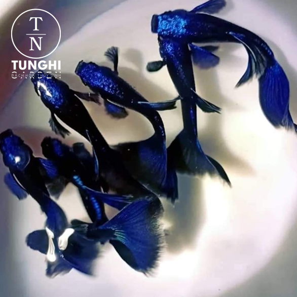 Combo 5 tặng 1 - Blue tazan Guppy trang trí thủy sinh- Hoàn tiền khi gặp sự cố - tặng thức ăn - Tú Nghi Garden
