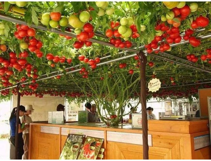 10 Hạt giống cà chua bạch tuộc tặng kèm kích mầm