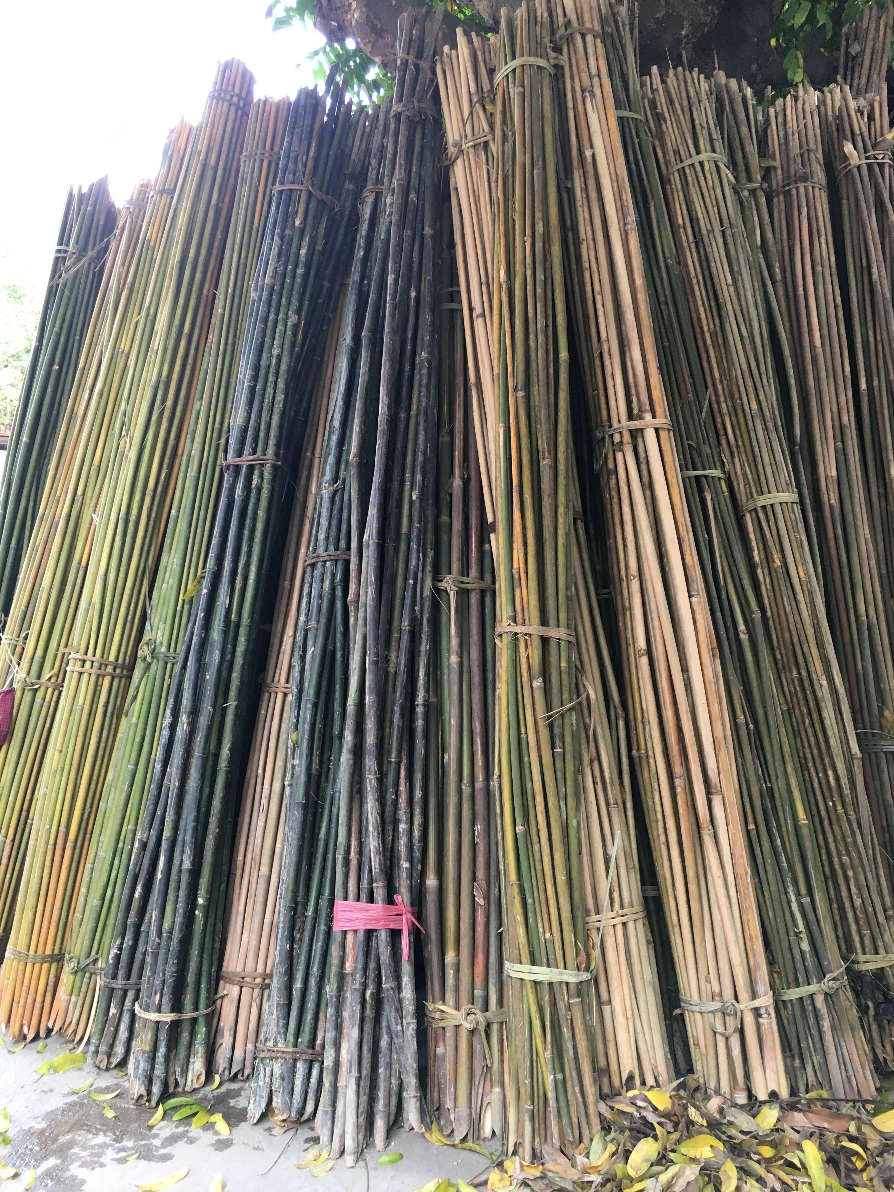 10 cây nứa làm cọc chống hoa , làm giàn treo , trang trí sân vườn 1,5m