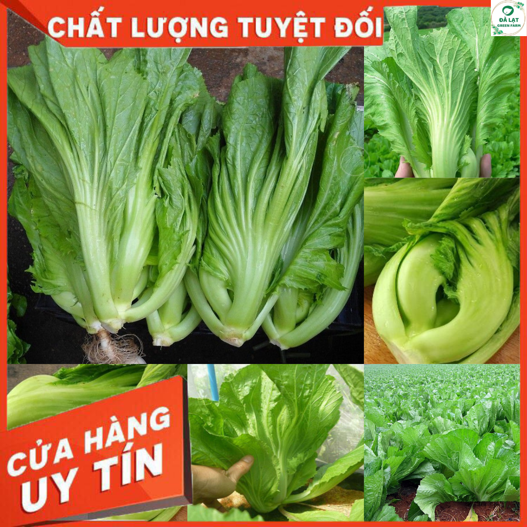 20GR_HẠT GIỐNG CẢI BẸ DƯA (NẢY MẦM CHUẨN)