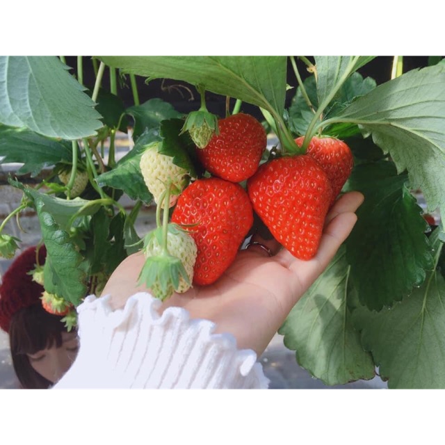 Dâu Tây chịu nhiệt giống hanna siêu ngọt giá lại rẻ