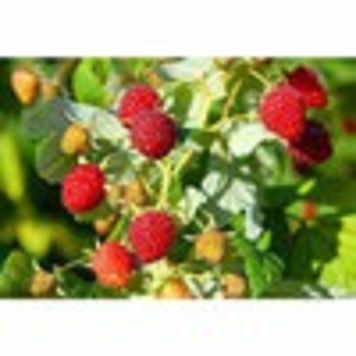 cây mâm xôi khô 1kg