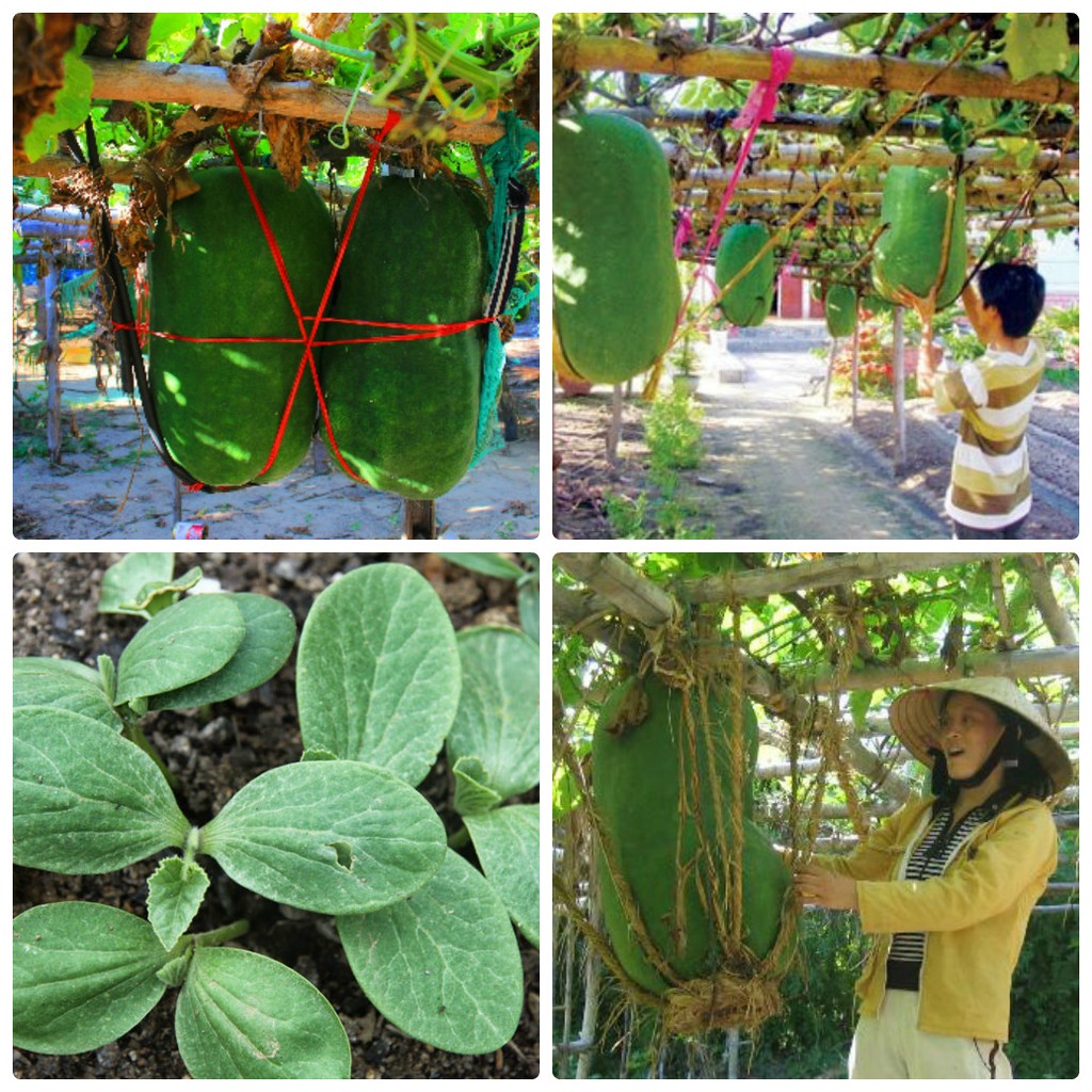 COMBO 02 Gói hạt giống bí đao khồng lồ Hạt giống quả khổng lồ