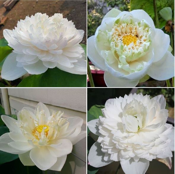 Hạt giống sen bách diệp hoa màu trắng - 5 hạt