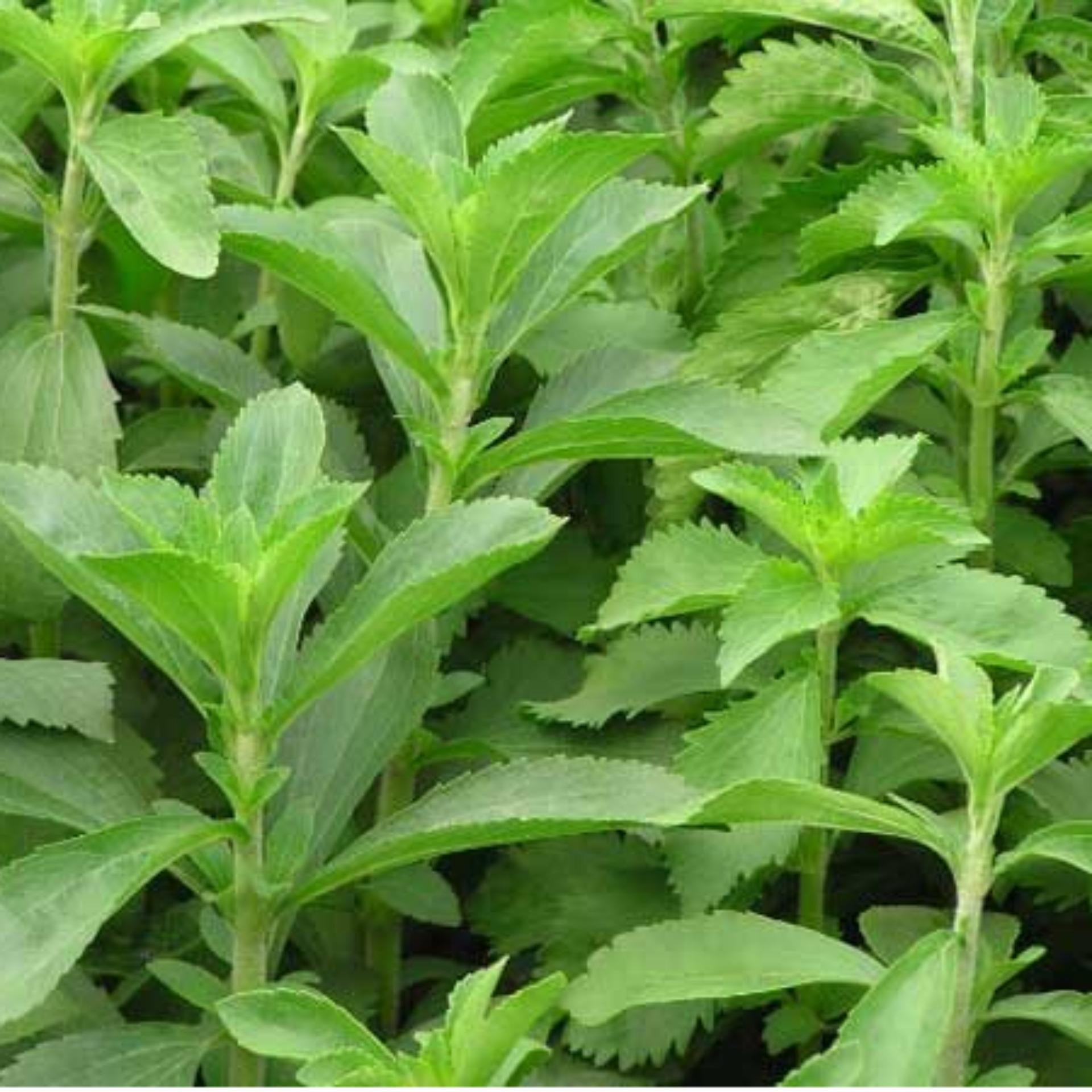 0.1gr Hạt giống Cỏ ngọt