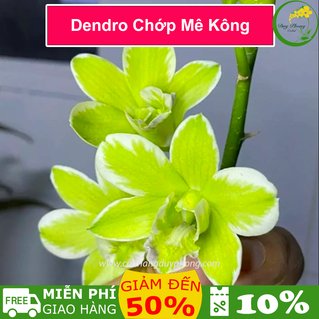 Lan Dendro Chớp Mê Kông - lá biên, viền trắng, cây bán to khỏe như hình - Chậu f12