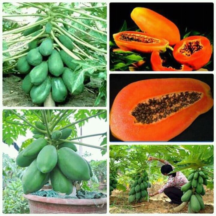 7 Hạt Giống Đu Đủ Lùn Ruột Gấc Cao Sản Quả Dài