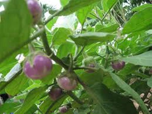50 Hạt giống Cà pháo tím tặng kèm kích mầm