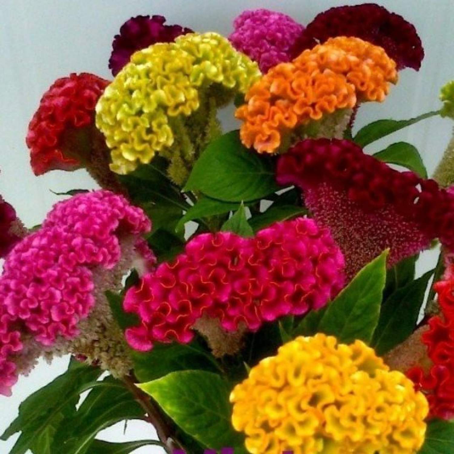 Ma23a hạt giống hoa mào gà búa mix nhiều màu