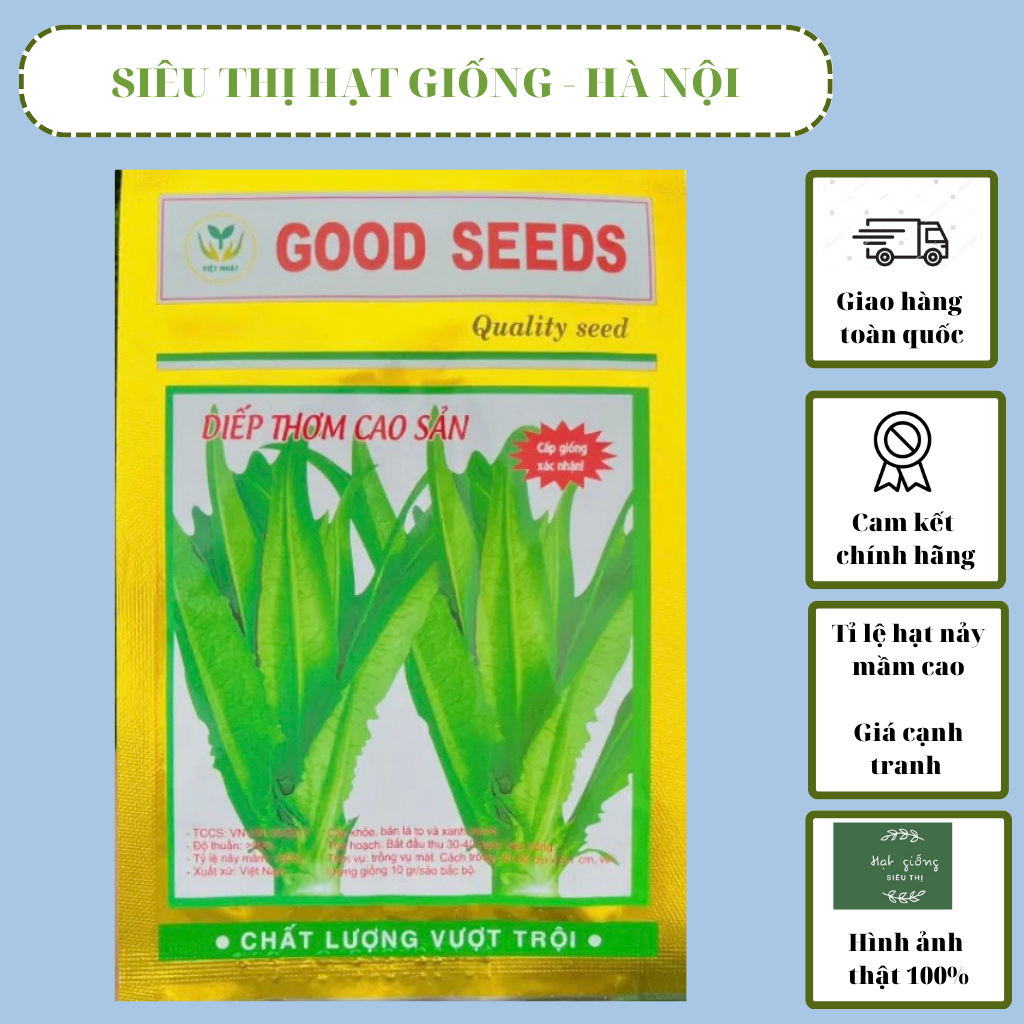 Hạt giống rau diếp thơm cao sản