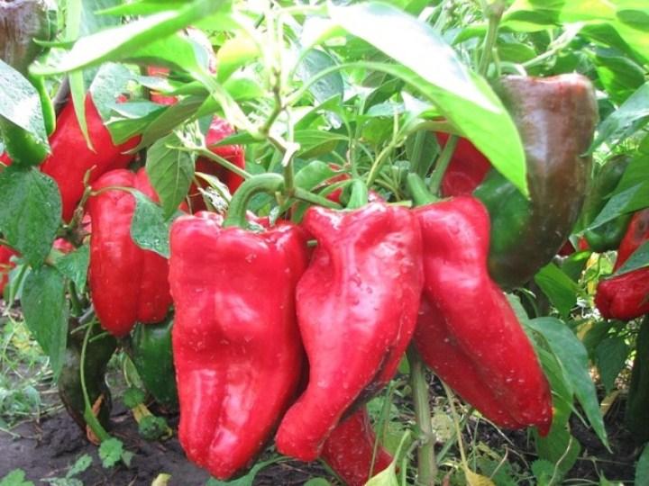 H169- Gói 30 hạt giống ớt ngọt trái dài nhều màu F1