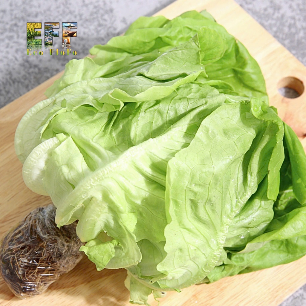 1 Thùng 7Kg Xà Lách Mỡ Thủy Canh Đà Lạt Eco FloFo Đạt Chuẩn VietGAP (Chỉ Bán Hàng Loại A+ Được Tuyển Chọn Để Xuất Khẩu)