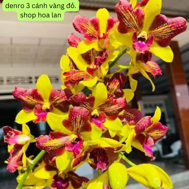 Denro nắng 3 vàng 3 đỏ chậu f12 trưởng thành sắp ra hoa