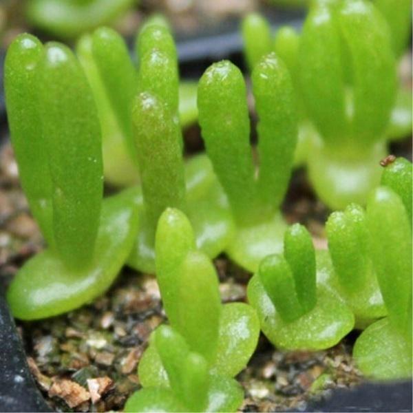 [ SP Mới Về] - Hạt giống tai thỏ xanh lá