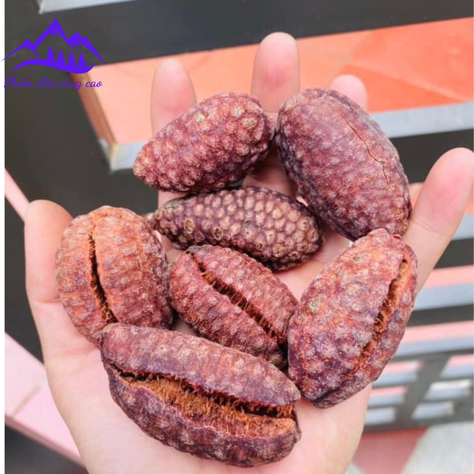 Chuối hột rừng Tây Bắc sấy khô ngâm rượu, quả tròn loại 1 . Đặc sản đồ ngâm rượu chuối hạt rừng